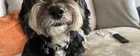 Pet Sitter Plus
